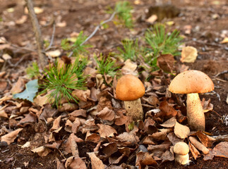 White mushroom  in wildlife on of sunbeams background. Boletus grows in forest against the background of green vegetation. Porcini bolete mushrooms. Season for picked gourmet mushrooming.