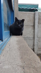 gatos en el jardín