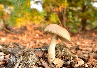 Edible brown cap boletus among the grass and moss in autumn forest. Awesome fungus Aspen Mushroom against the background of green vegetation in of sunbeams.