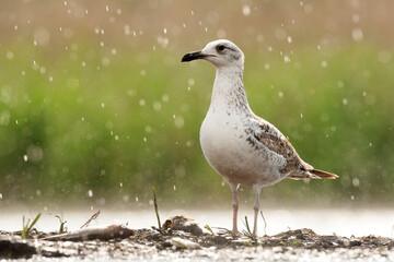 Pontische Meeuw, Caspian Gull, Larus cachinnans