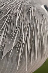 Obraz premium Blauwe Reiger, Grey Heron, Ardea cinerea