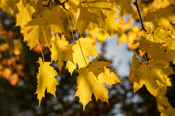 Fototapeta na wymiar Yellow Autumn maple leaves sunlight,