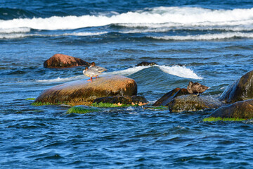 Gänsesäger an der Ostsee	im Herbst