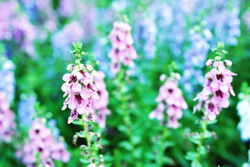 夏の公園に咲くアンゲロニア