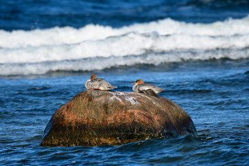 Fototapeta premium Gänsesäger an der Ostsee im Herbst