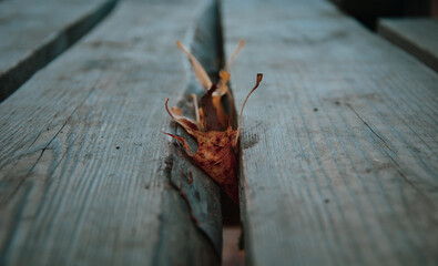Autumn leaves protrude from a gap between two wooden planks .