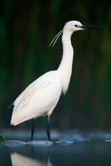 Kleine Zilverreiger, Little Egret, Egretta garzetta