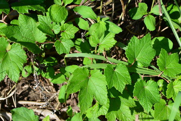 野原の緑