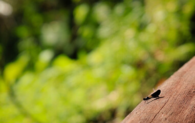 Animal Insecte Zoom Flou Vert