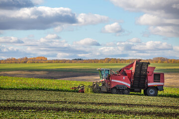 sugar beet harvesting with a modern combine harvester. Blue sky, red combine
