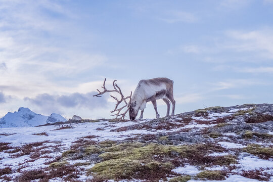 One reindeer with antlers eating grass.