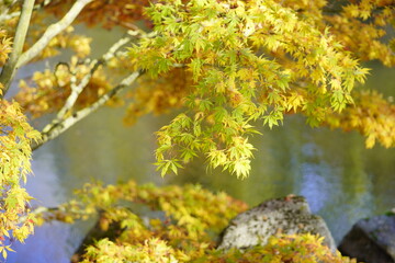 Japanese autumn garden, colorful leafs