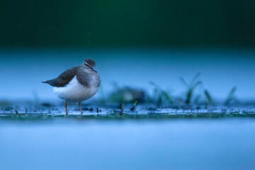 Oeverloper, Common Sandpiper, Actitis hypoleucos