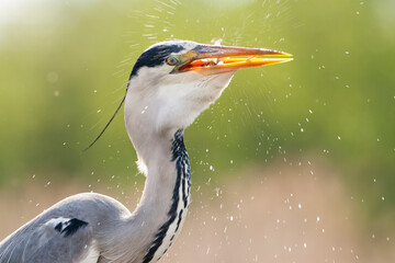 Blauwe Reiger, Grey Heron, Ardea cinerea