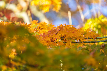 Japanese autumn garden, colorful leafs