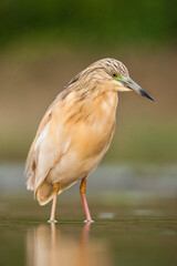 Ralreiger, Squacco Heron, Ardeola ralloides