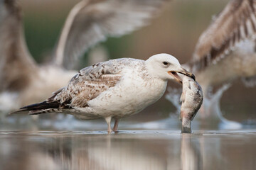 Pontische Meeuw, Caspian Gull, Larus cachinnans