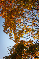 autumn trees in the park