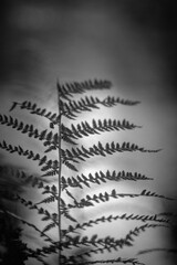 black and white fern