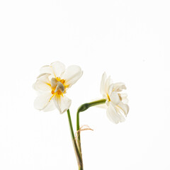 flowers on the white background