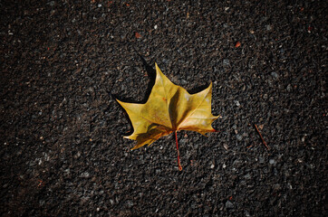 Yellow leaves outside in autumn, Dalian, Liaoning, China