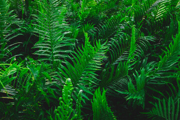 Fototapeta na wymiar Fern garden and fern tree background