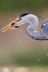 Blauwe Reiger, Grey Heron, Ardea cinerea