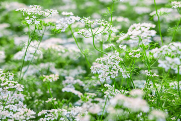.White flower garden with white flower background