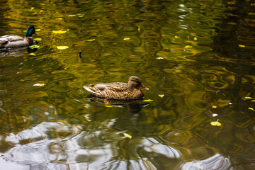 duck in the pond