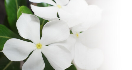 Beautiful flowers background, White Vinca Rosea, Catharanthus roseus, Periwinkle, Annual Vinca, White background Banner.