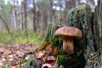 White mushroom in forest in autumn. Big boletus grows in the wildlife against the background of green moss. Porcini bolete mushrooms. Season for picked gourmet mushrooming.
