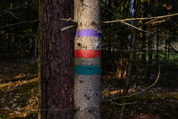 the marking of the tourist route in the forest