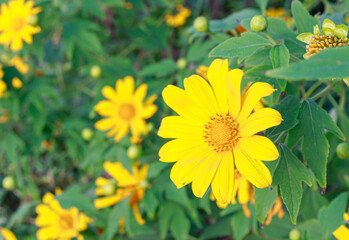 Mexican sunflower in the meadow
