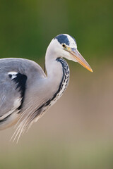 Blauwe Reiger, Grey Heron, Ardea cinerea