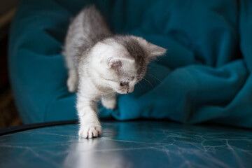 cat and kitten