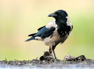 Fototapeta premium Bonte Kraai, Hooded Crow, Corvus cornix