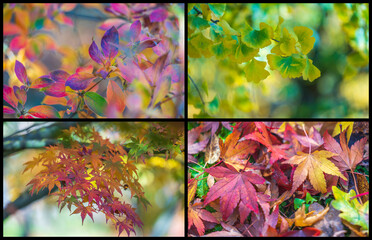 Japanese autumn garden, colorful leafs