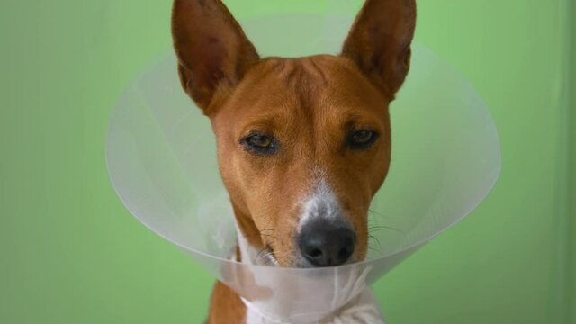 Adorable and cute basenji puppy in veterinary medical cone from hospital on isolated green chroma key background, sad and tired. Concept domestic pet after surgery