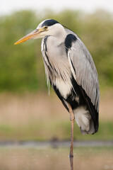 Blauwe Reiger, Grey Heron, Ardea cinerea
