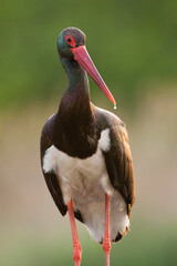 Zwarte Ooievaar, Black Stork, Ciconia nigra