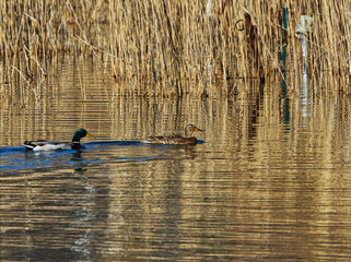 Two malldard ducks. Male and female.