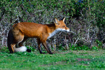 Rotfuchs bei der Jagd nach Wildkaninchen
