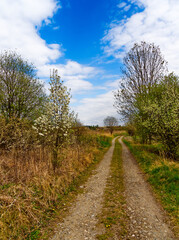 Fototapeta na wymiar Country road in spring in vertical view.