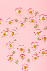 Obraz na płótnie Canvas japanese anemone on the pink background