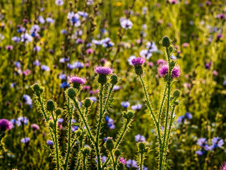 Thorny thistle blooms