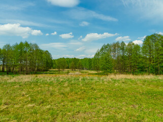 Obraz premium Great green clearing in the middle of the forest.