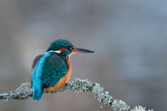 Alcedo atthis