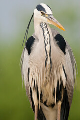 Blauwe Reiger, Grey Heron, Ardea cinerea