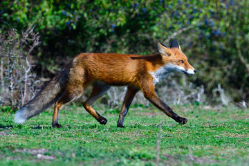 Rotfuchs bei der Jagd nach Wildkaninchen
