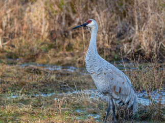 Sandhill Crane, Grus canadensis, stands tall surrounded by golden grasses in the marsh
